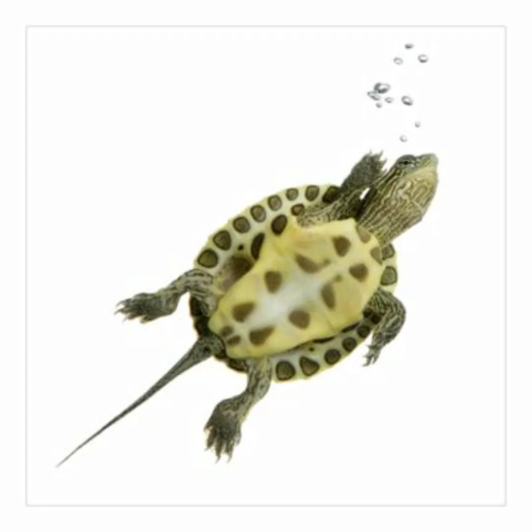 Bilderwelten Kindertapete Schwimmende Schildkröte grün Gr. 240 x 240 günstig online kaufen