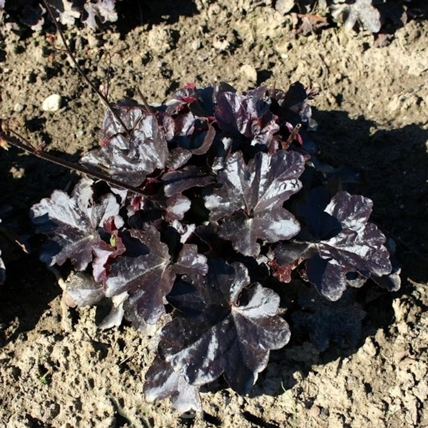 Silberglöckchen Black Taffeta - Heuchera cultorum günstig online kaufen