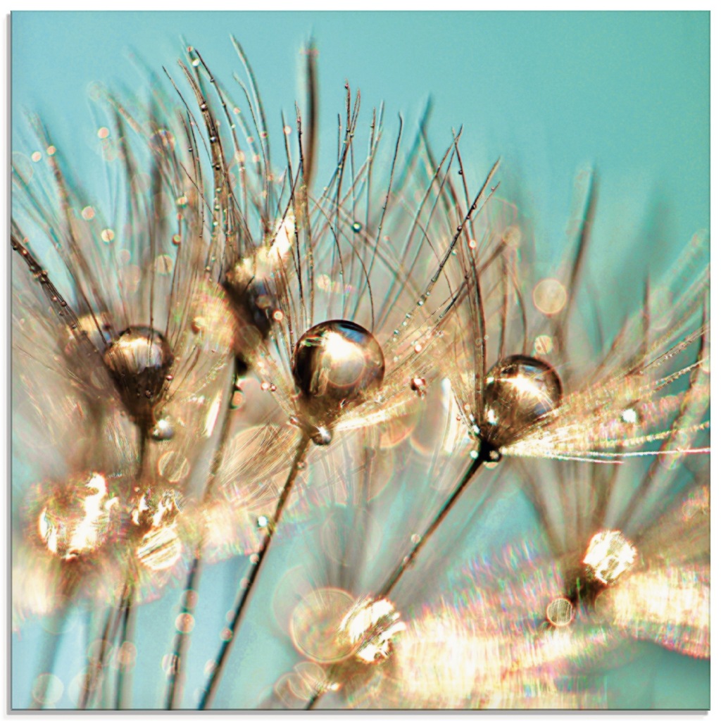 Artland Glasbild "Pusteblume Goldener Tau", Blumen, (1 St.), in verschieden günstig online kaufen