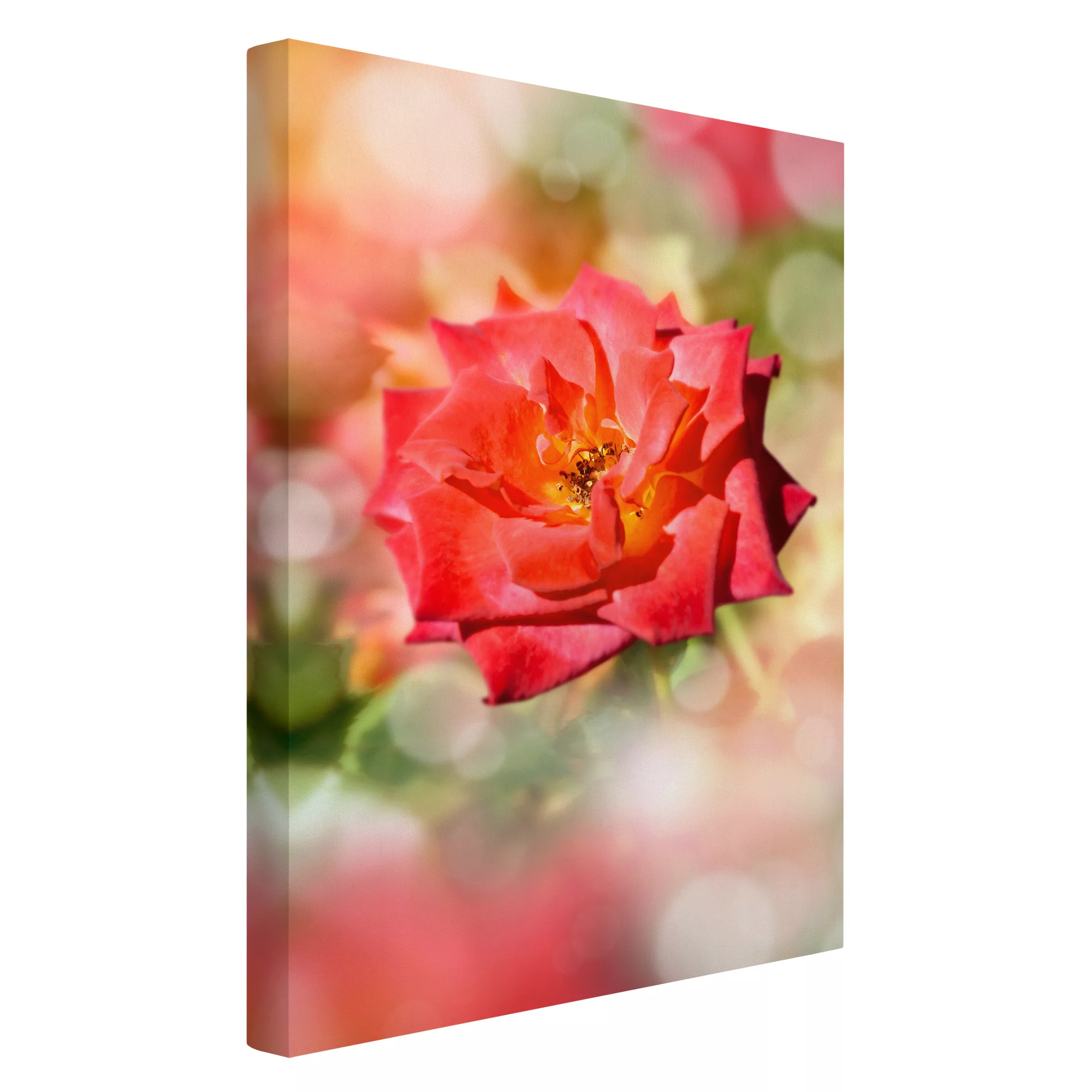 Leinwandbild Blumen - Hochformat Shining Rose günstig online kaufen