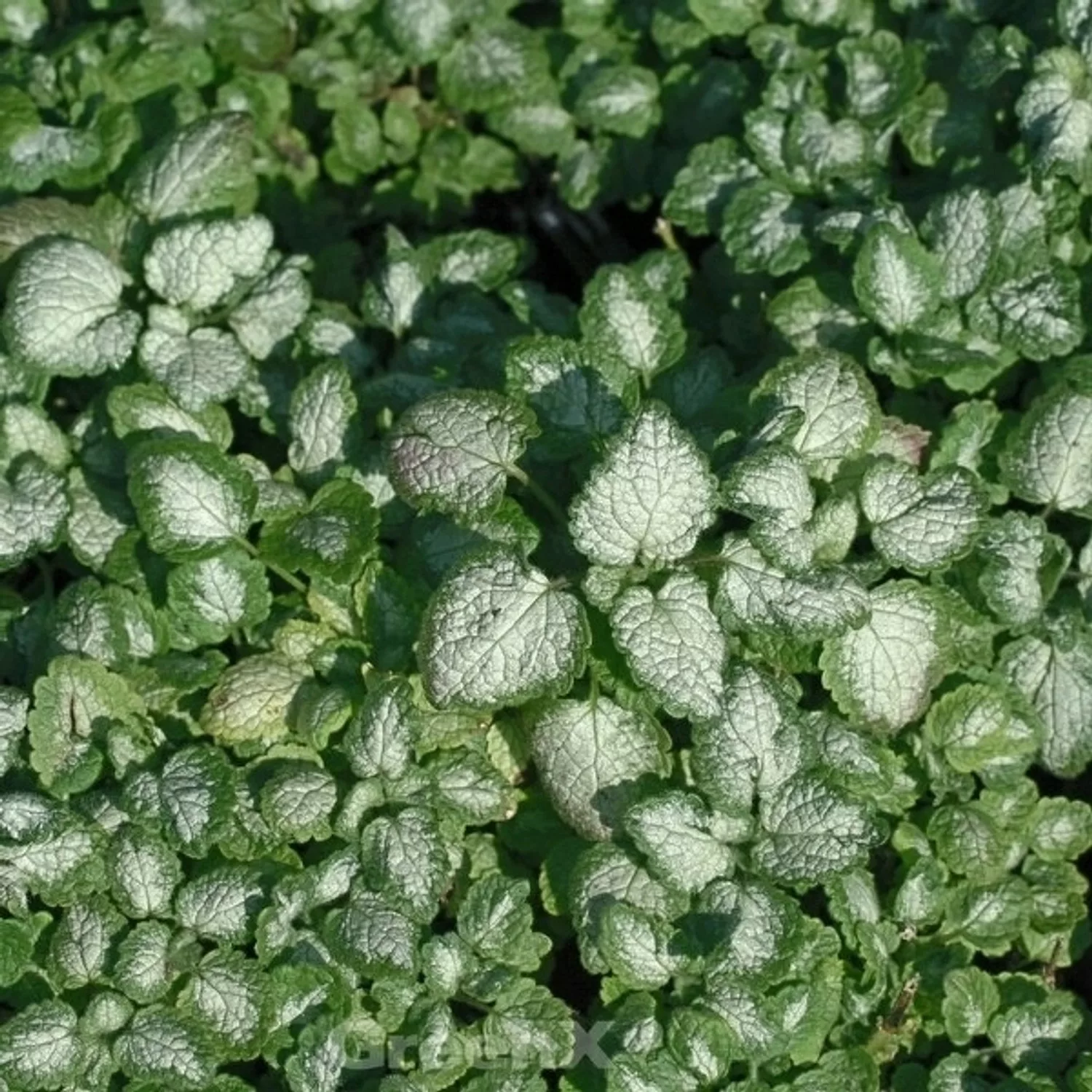 Waldnessel Red Nancy - Lamium maculatum günstig online kaufen