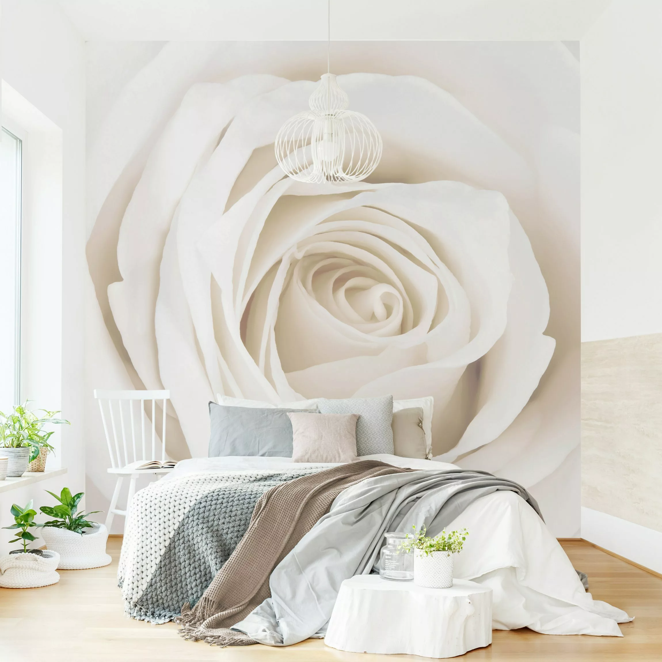 Bilderwelten Blumentapete Pretty White Rose creme Gr. 288 x 190 günstig online kaufen