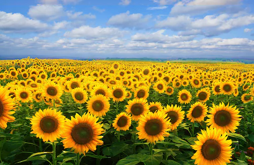 Papermoon Fototapete »SONNENBLUMEN-BLUMEN FELD PFLANZE DEKOR NATUR MUSTER« günstig online kaufen