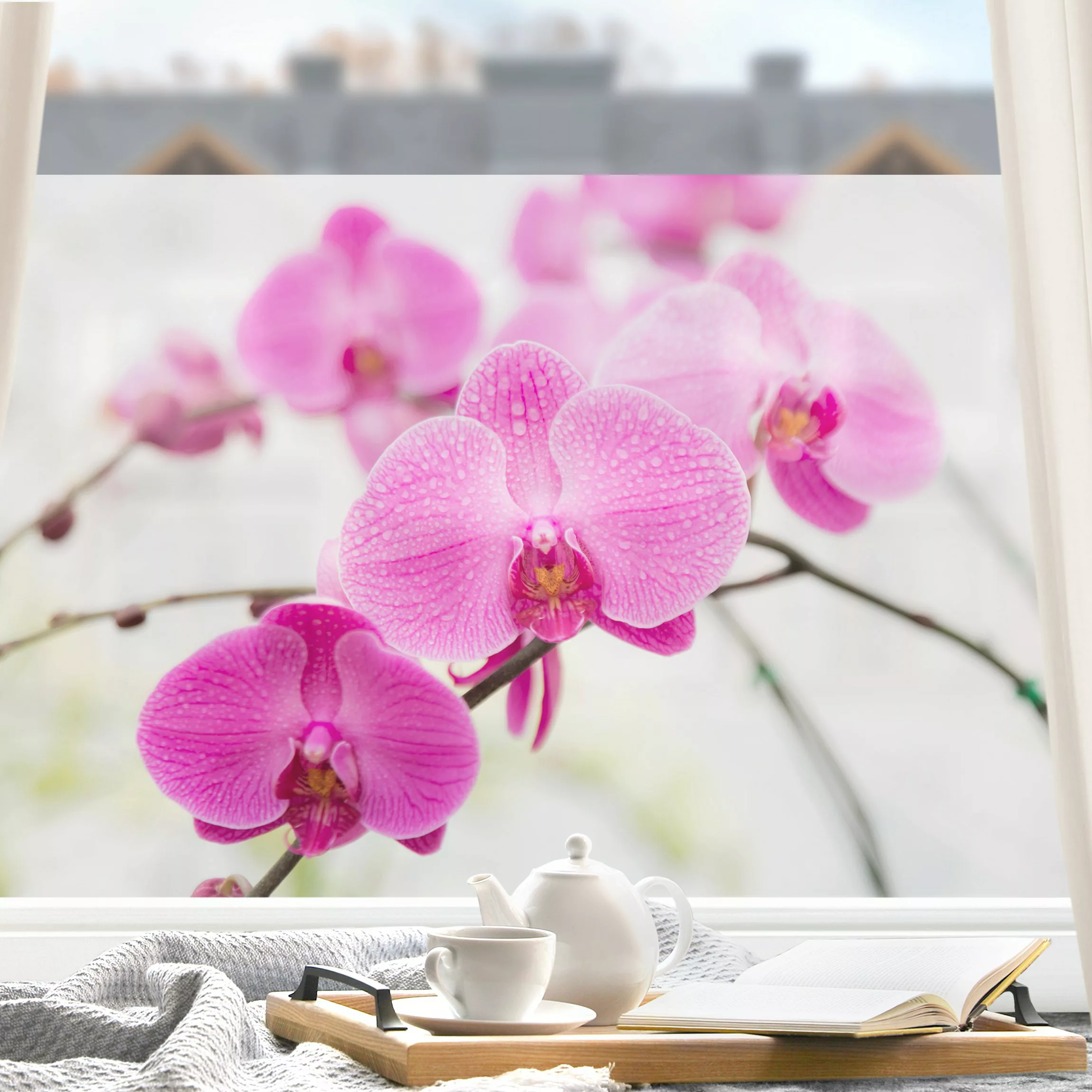 Fensterfolie Nahaufnahme Orchidee günstig online kaufen