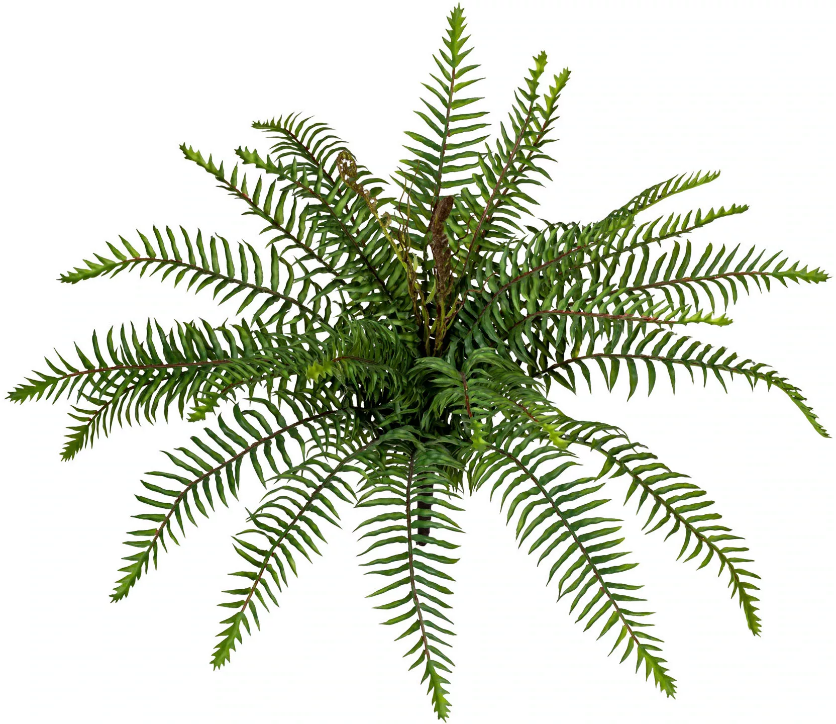 Creativ green Künstliche Zimmerpflanze "Wildfarnbusch" günstig online kaufen