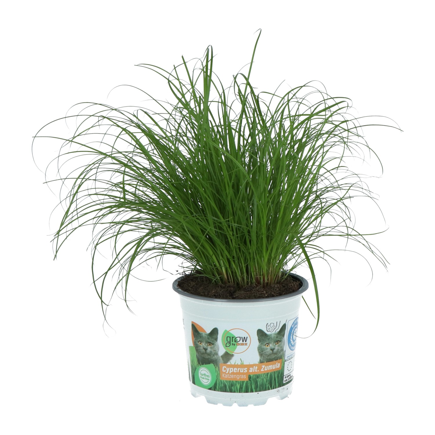 Katzengras Topf-Ø ca. 12 cm Cyperus alternifolius zumula günstig online kaufen