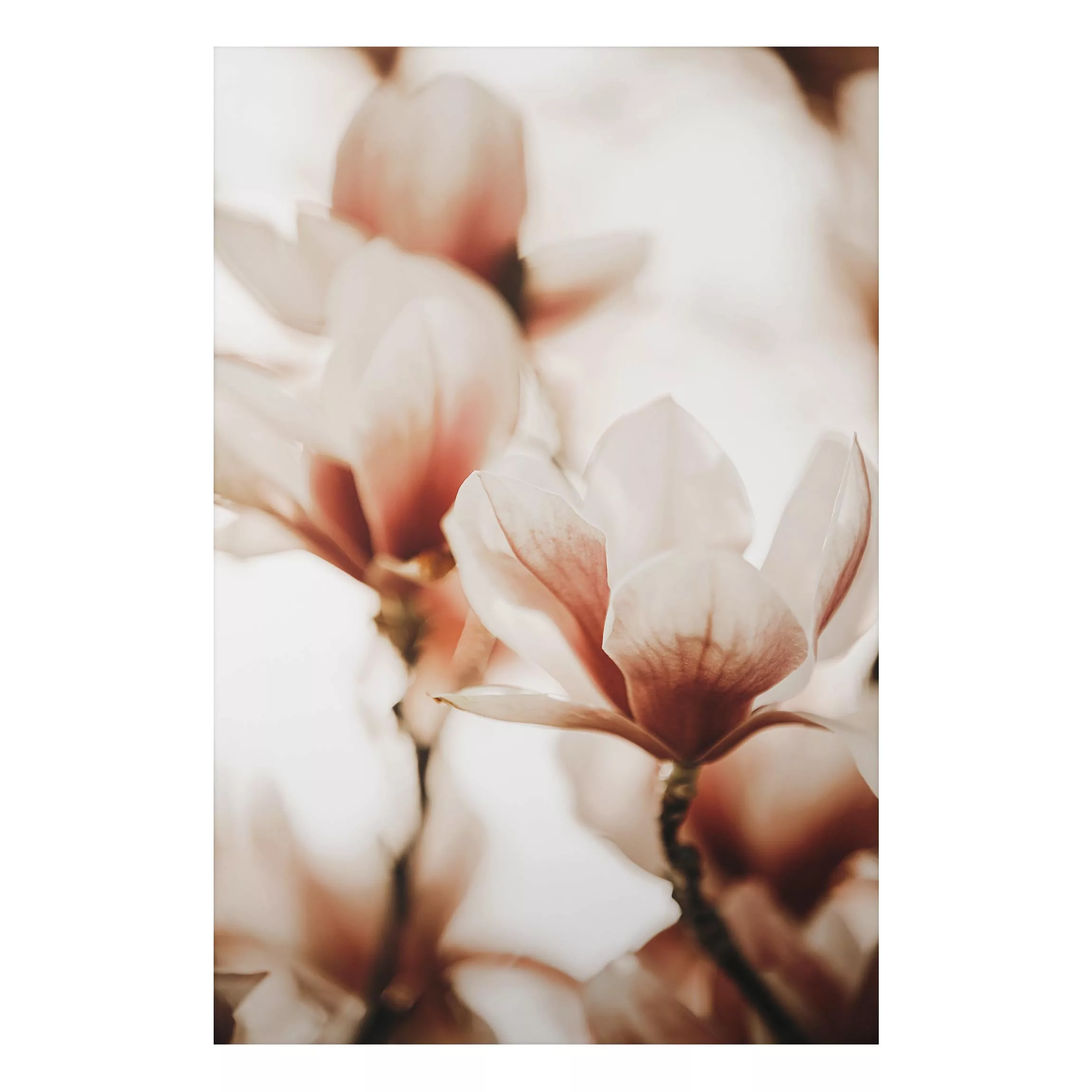 Alu-Dibond Bild Zarte Magnolienblüten im Lichtspiel günstig online kaufen