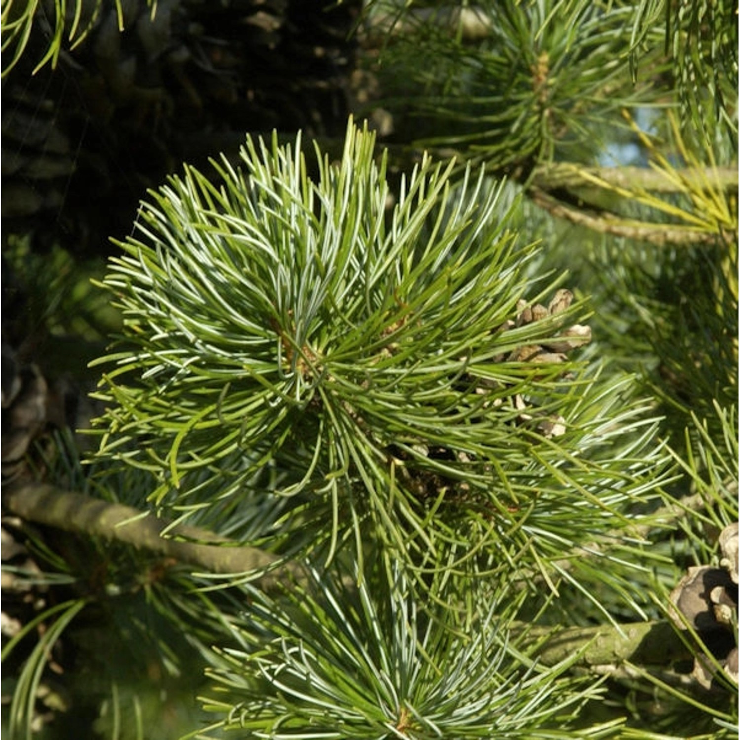 Blaue Zwerg Mädchen Kiefer Linda 25-30cm - Pinus parviflora günstig online kaufen