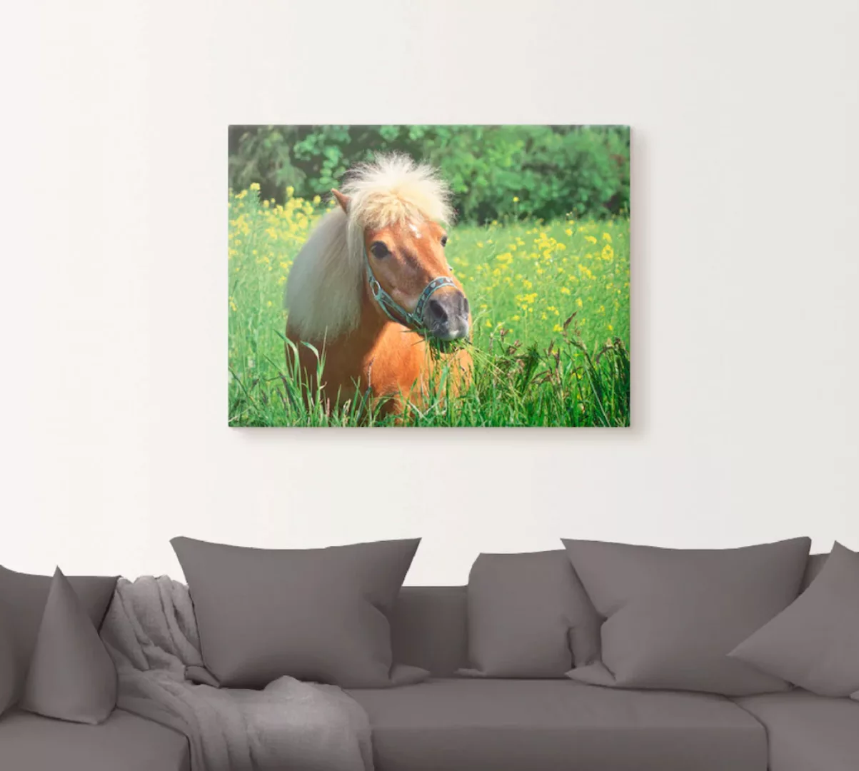 Artland Wandbild »Shetland Pony«, Haustiere, (1 St.), als Leinwandbild, Wan günstig online kaufen