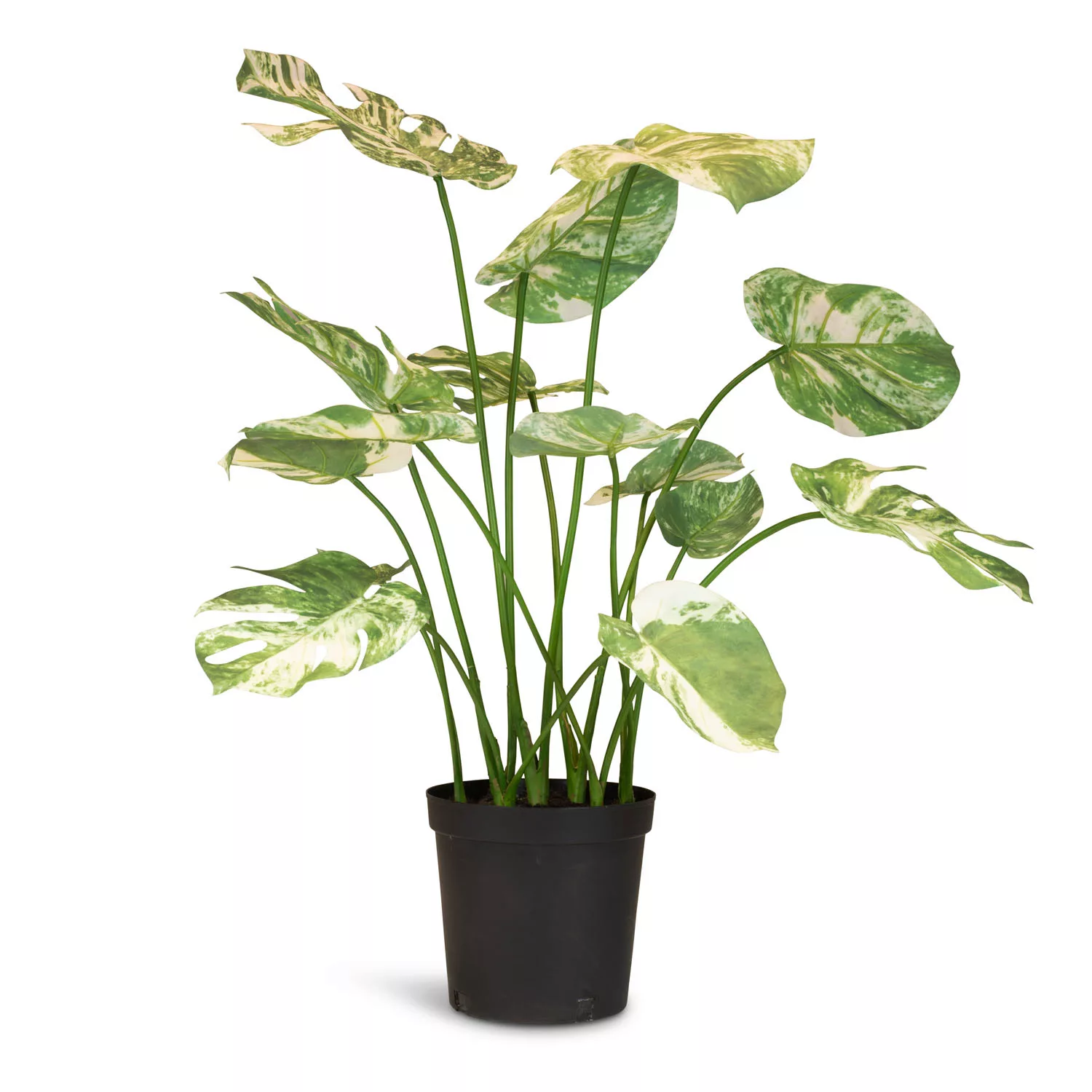 Fensterblatt - Monstera Kunstpflanze, 85 cm günstig online kaufen