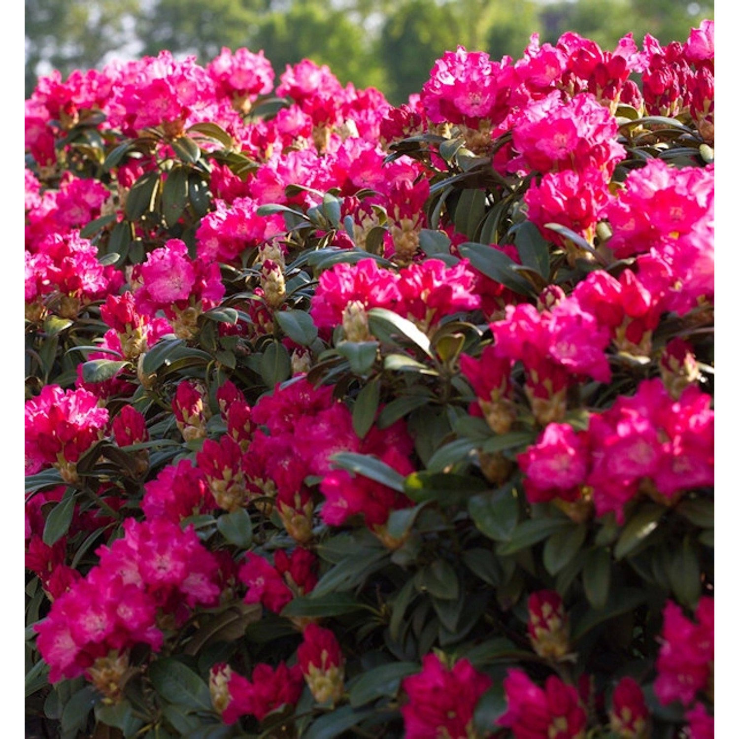 INKARHO - Großblumige Rhododendron Karl Naue 40-50cm - Alpenrose günstig online kaufen