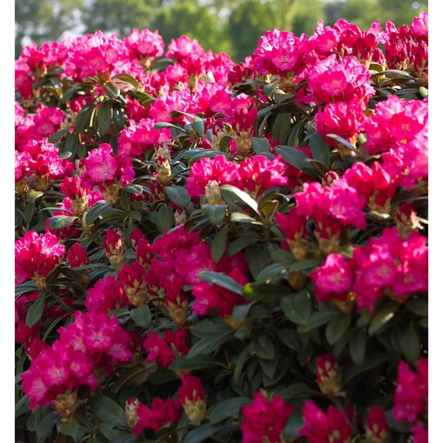 Großblumige Rhododendron Karl Naue 40-50cm - Alpenrose günstig online kaufen