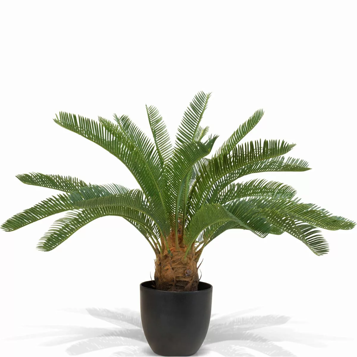 Japanischer Sagopalmfarn - cycas revoluta Kunstpflanze, 64 cm günstig online kaufen