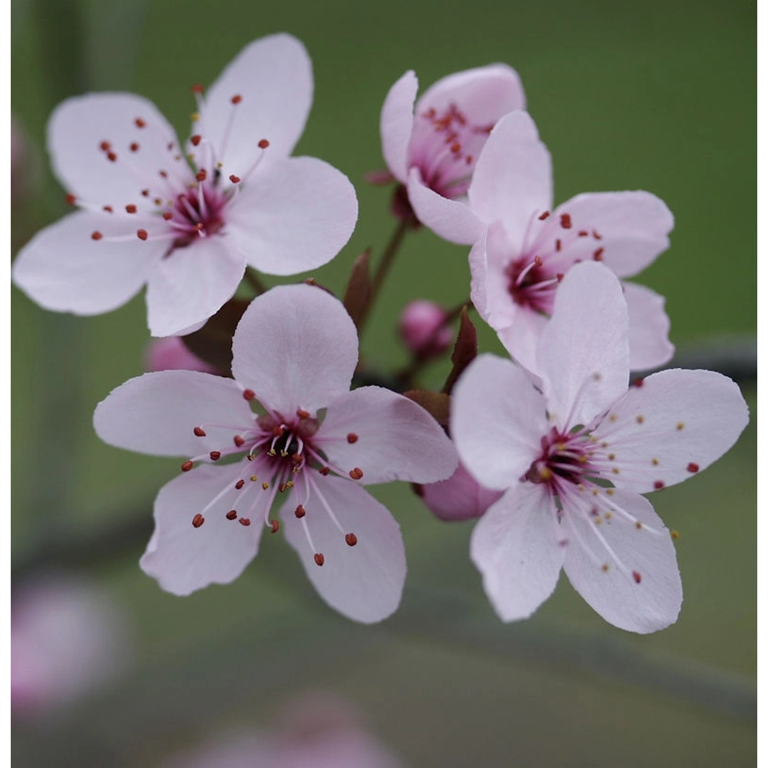 Blutpflaume 60-80cm - Prunus cerasifera günstig online kaufen