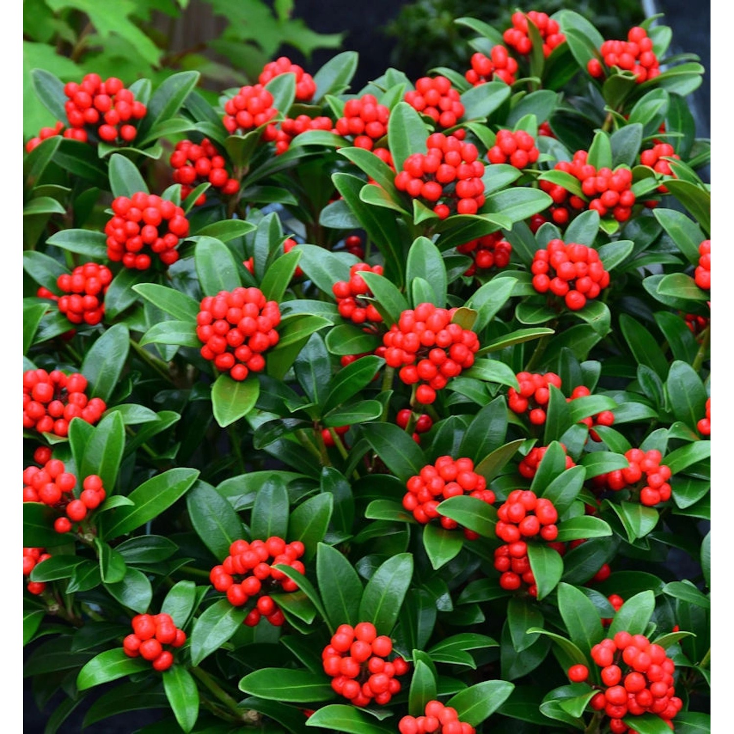 Japanische Skimmie Neuer Typ 20-25cm - Skimmia japonica günstig online kaufen