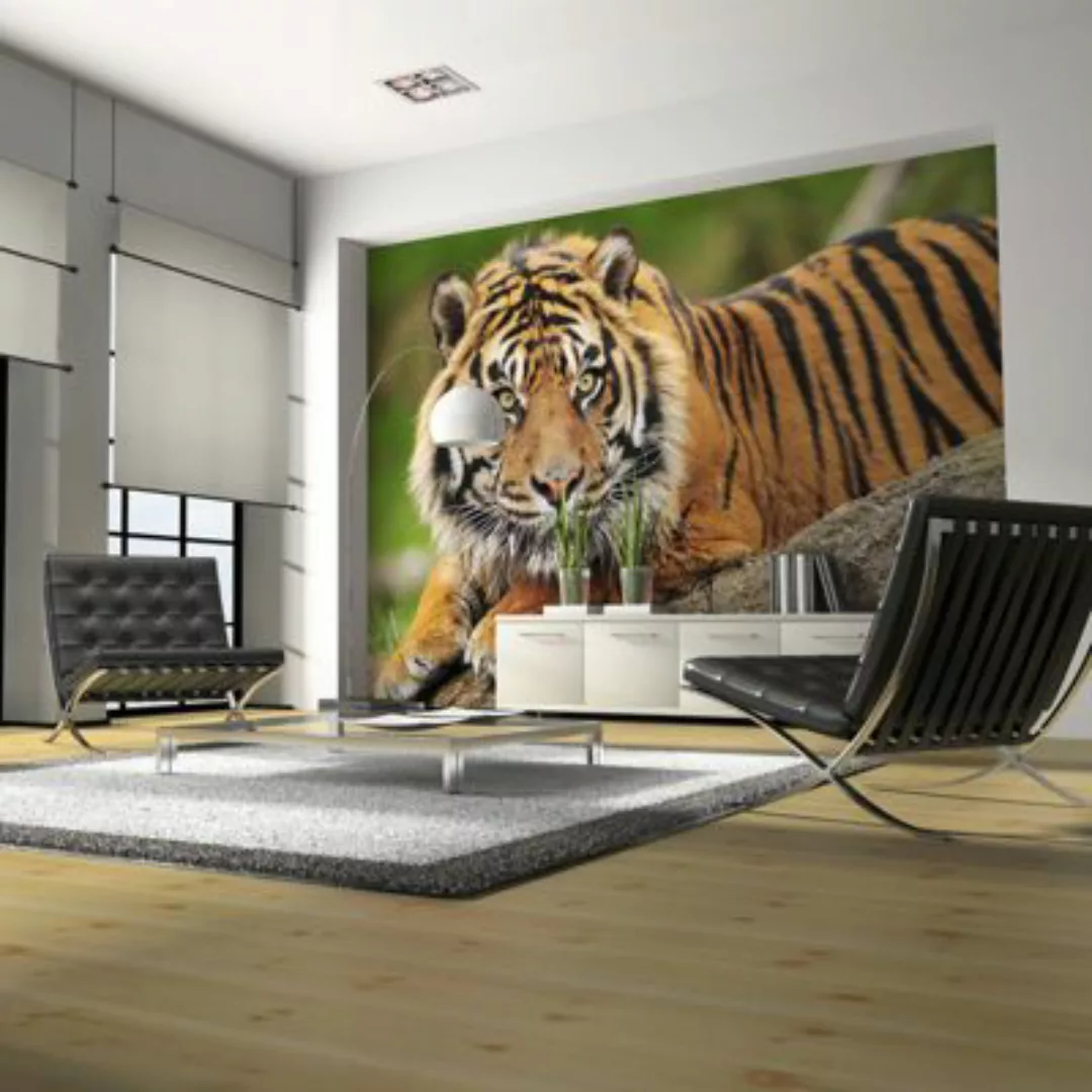 artgeist Fototapete Sumatra -Tiger mehrfarbig Gr. 250 x 193 günstig online kaufen