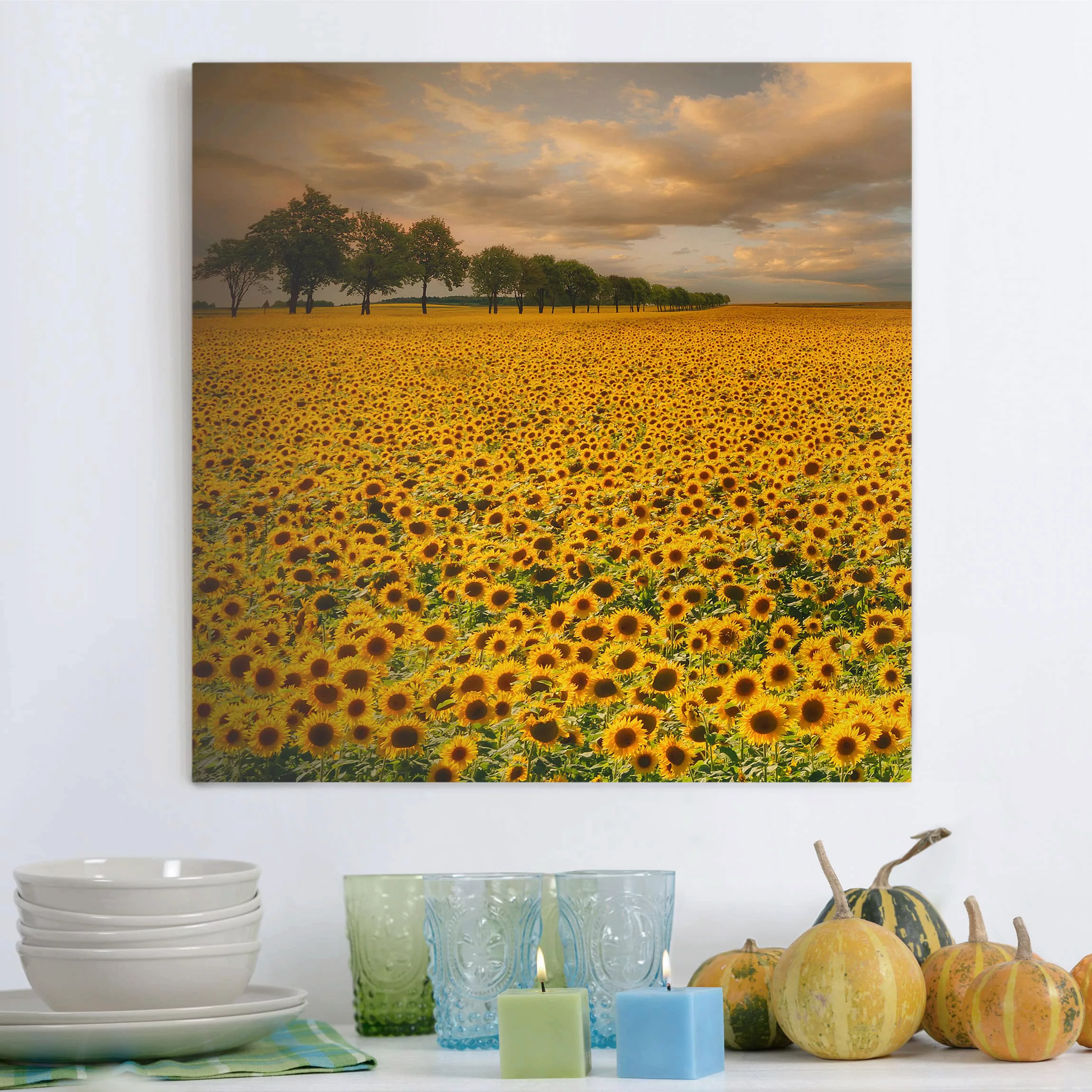 Leinwandbild Blumen - Quadrat Feld mit Sonnenblumen günstig online kaufen