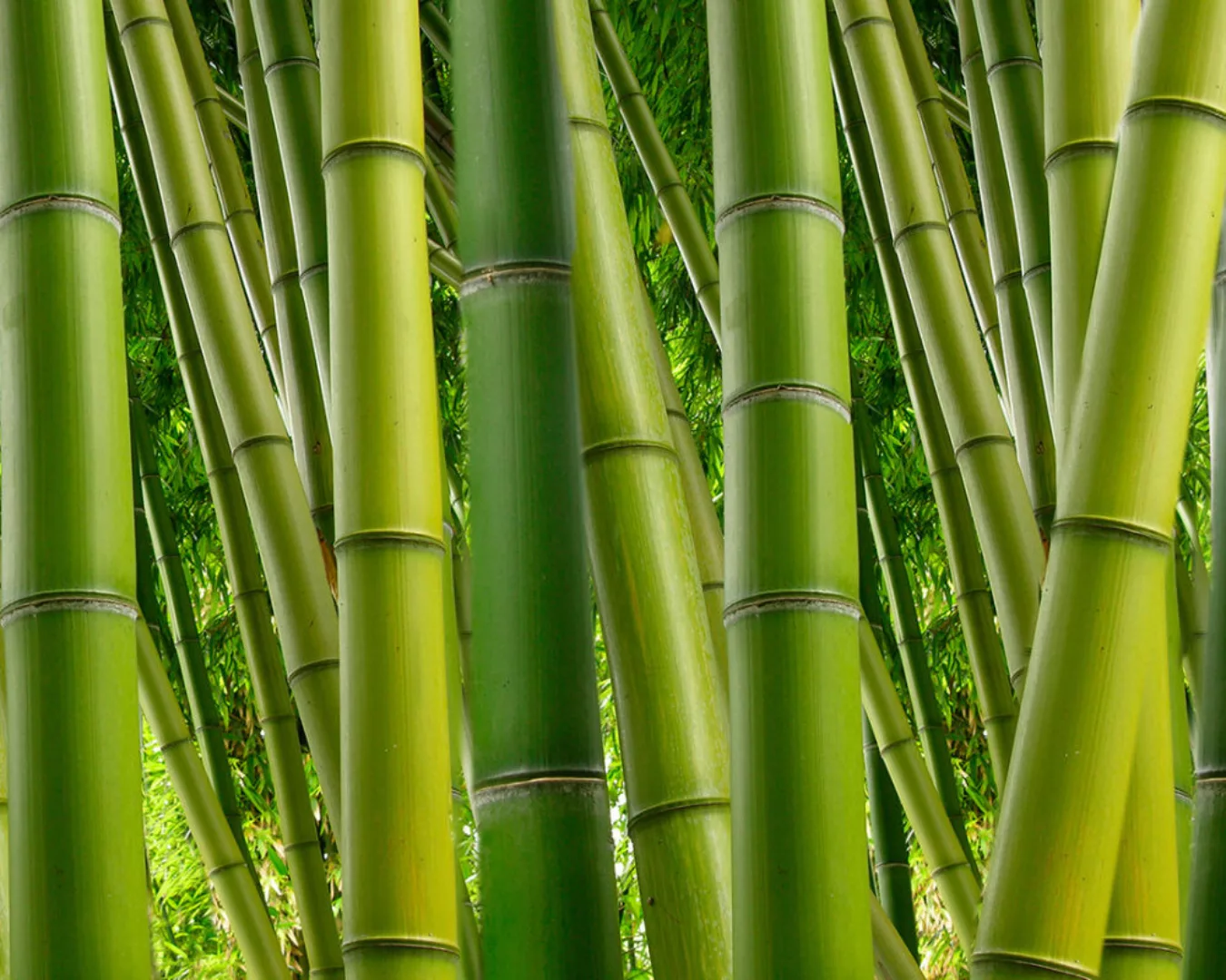 Fototapete "Bambus grn" 4,00x2,50 m / Strukturvlies Klassik günstig online kaufen