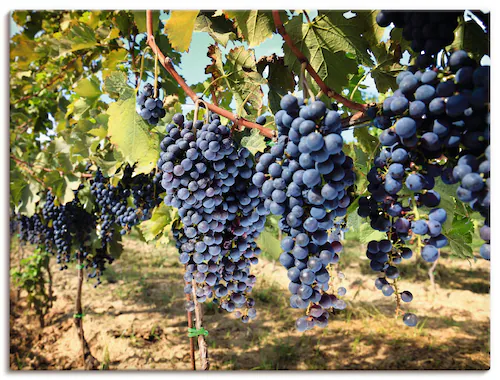 Artland Leinwandbild »Toskanische Weintrauben«, Süßspeisen, (1 St.), auf Ke günstig online kaufen
