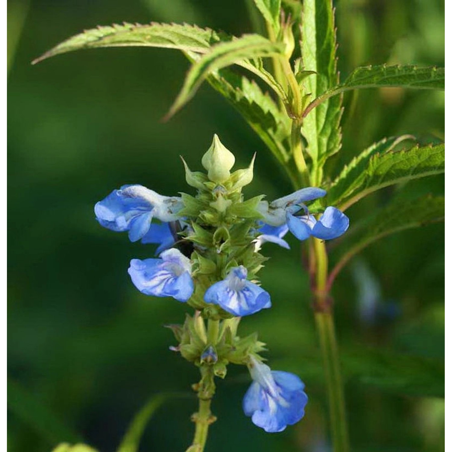 Pfeffer Salbei African Skies - Salvia uliginosa günstig online kaufen