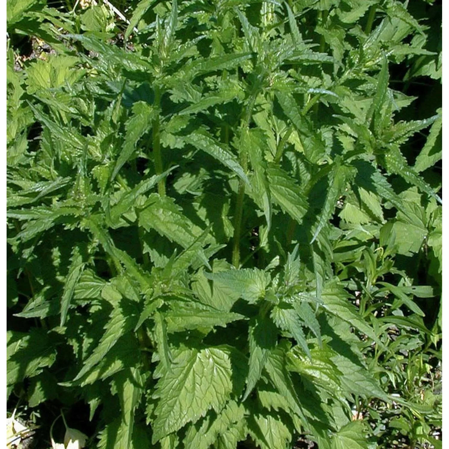 Nesselglockenblume Alba - Campanula trachelium günstig online kaufen