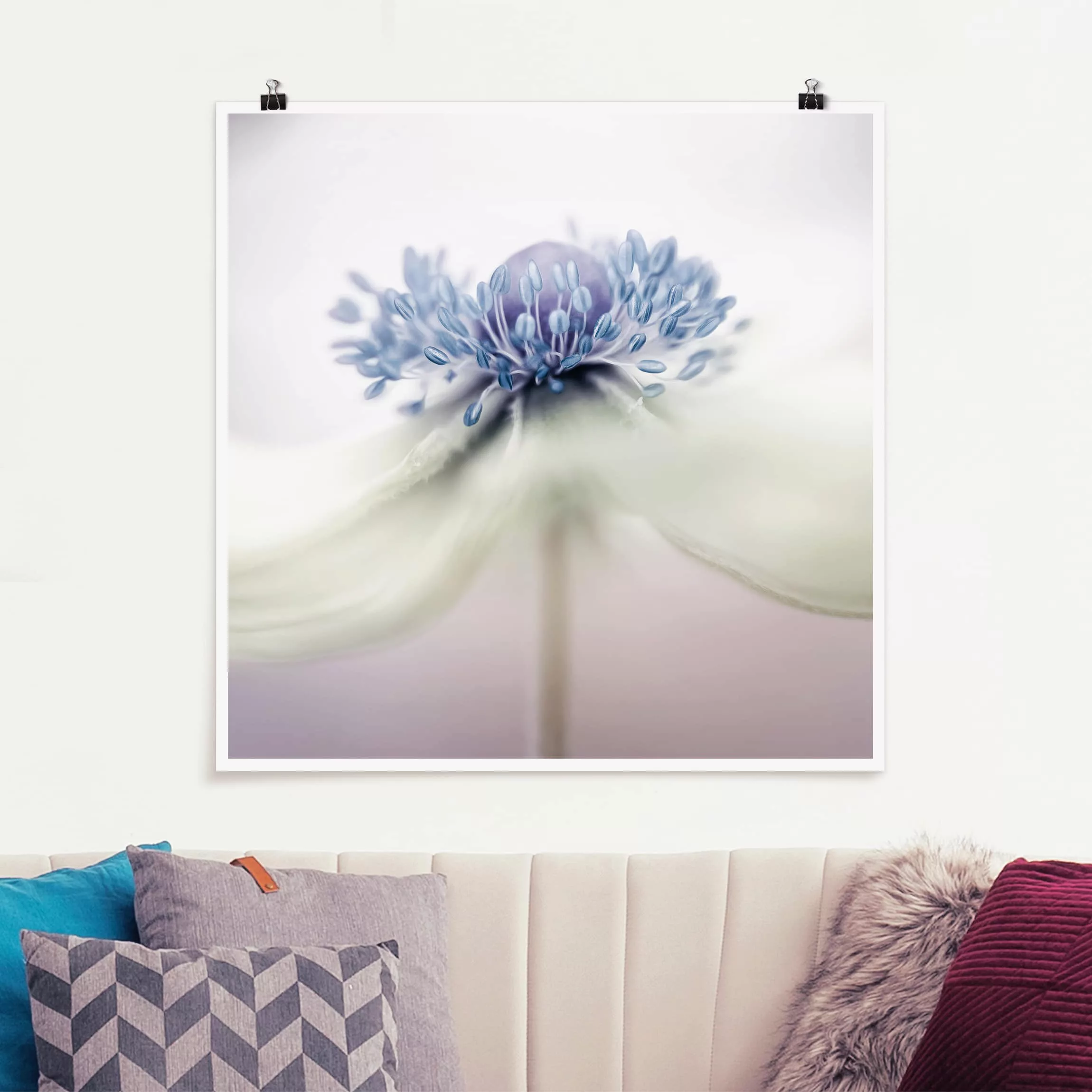 Poster Blumen - Quadrat Anemone in Violett günstig online kaufen