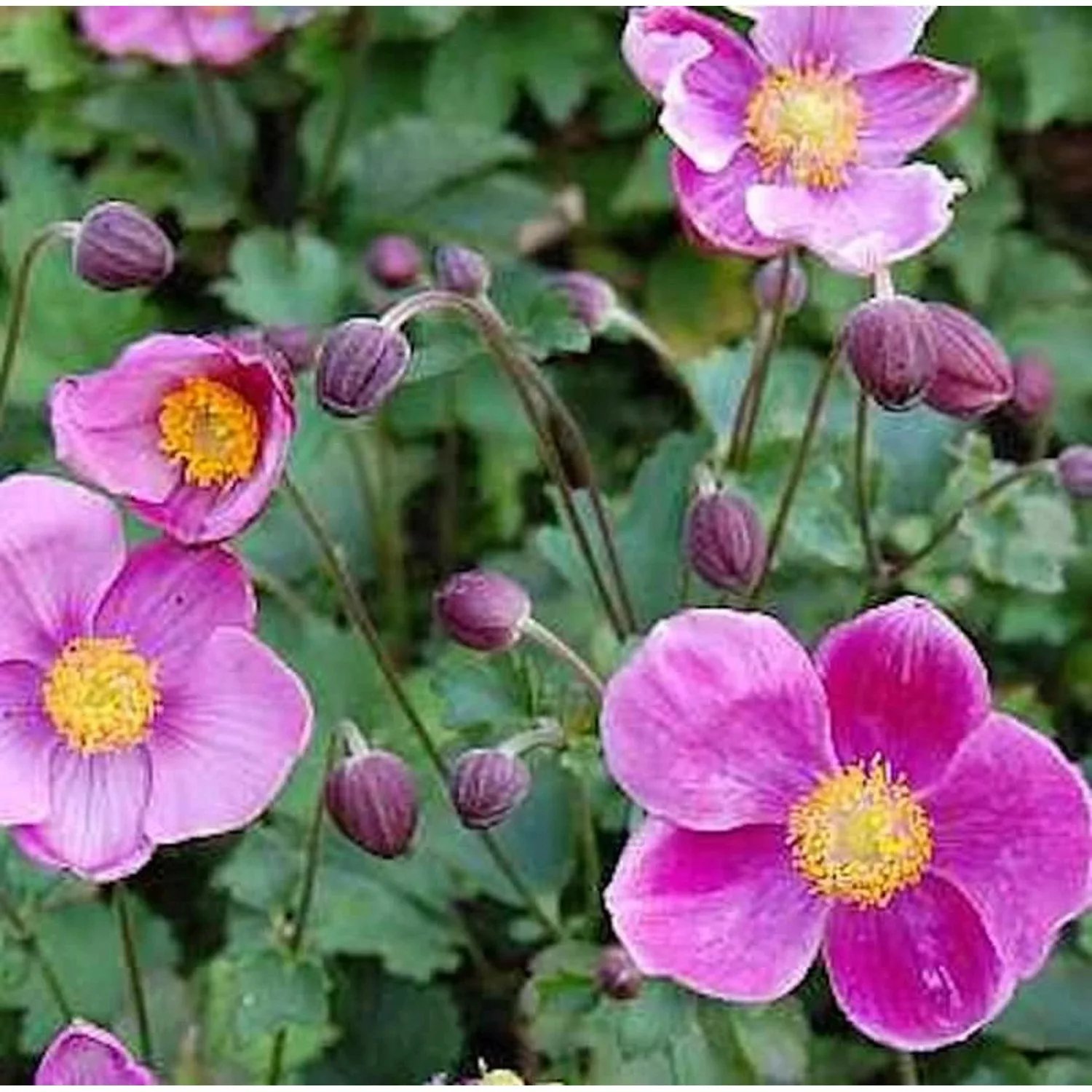 Japanische Herbstanemone Praecox - Anemone japonica günstig online kaufen