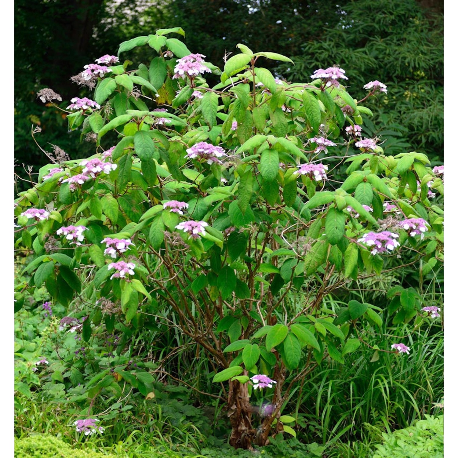 Samt-Hortensie 80-100cm - Hydrangea aspera günstig online kaufen