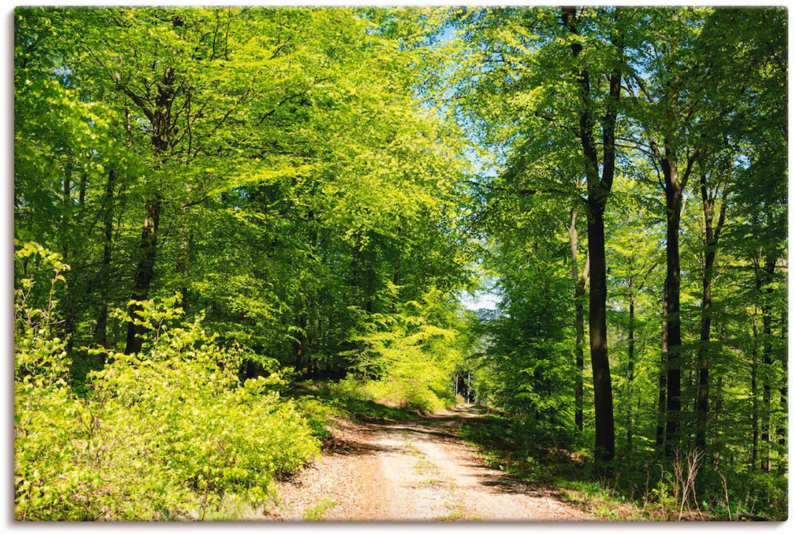 Artland Wandbild "Blauer Himmel über dem Wald im Mai", Wald, (1 St.), als L günstig online kaufen