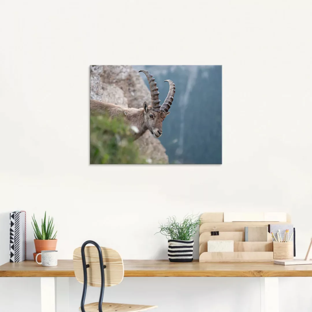 Artland Glasbild "Steinbock", Wildtiere, (1 St.), in verschiedenen Größen günstig online kaufen