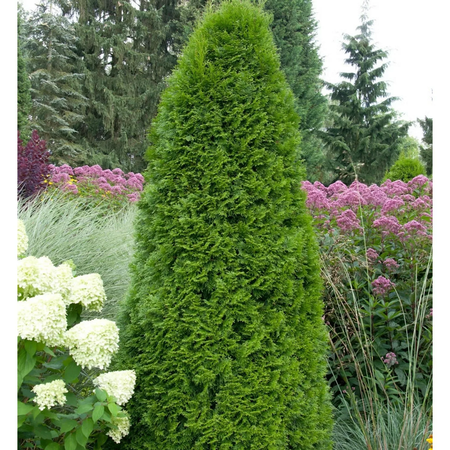 Smaragd Lebensbaum 125-150cm - Thuja occidentalis günstig online kaufen