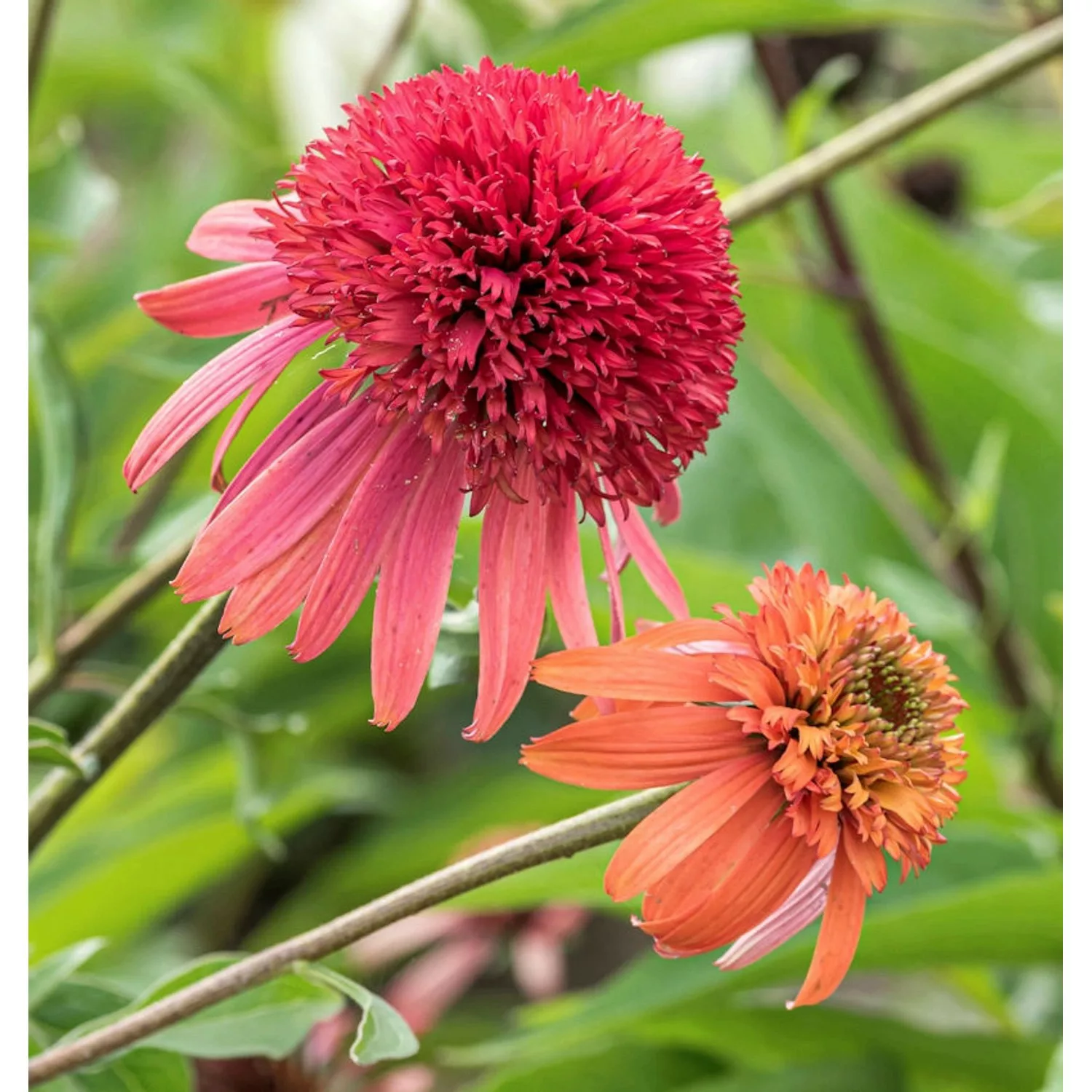 Sonnenhut Sunset - Echinacea purpurea günstig online kaufen