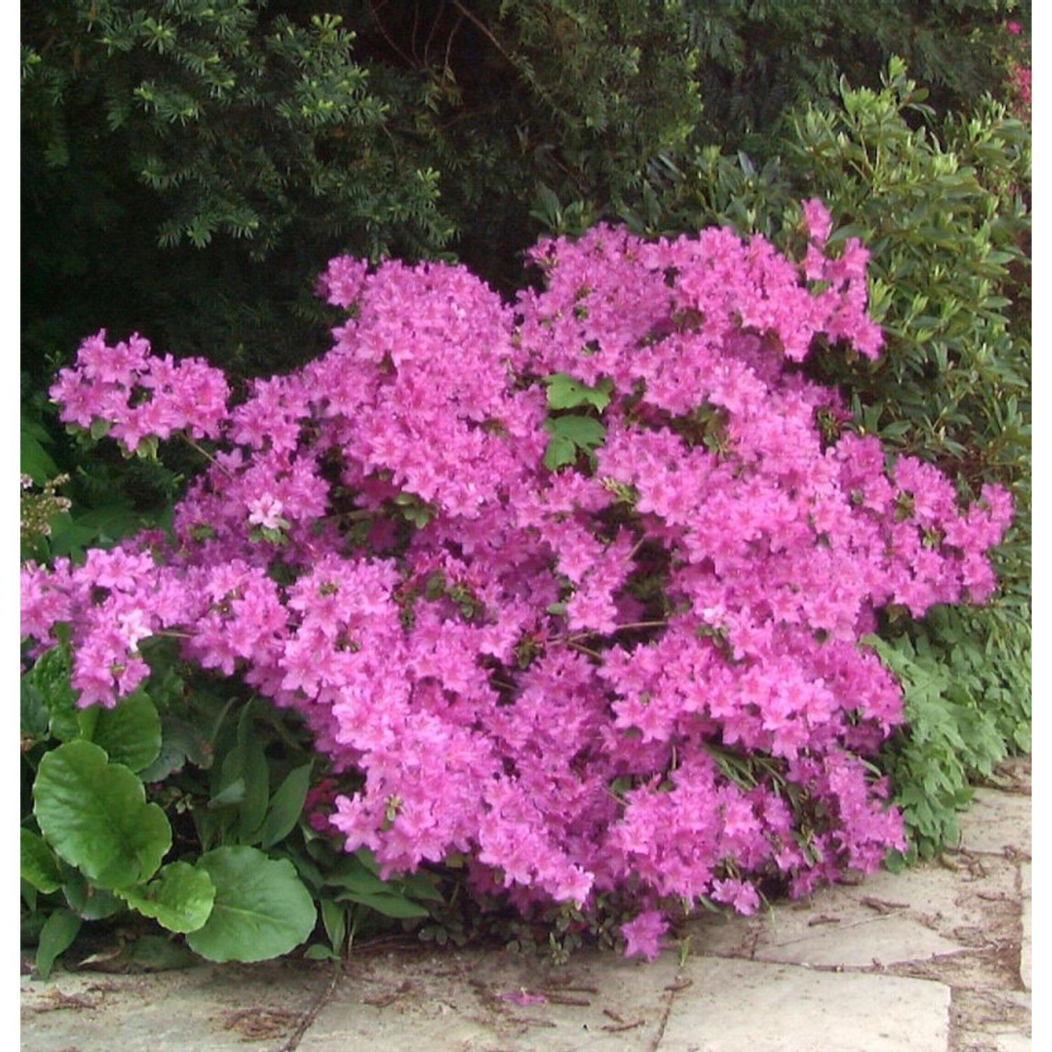 Rhododendron laetevirens 20-30cm günstig online kaufen