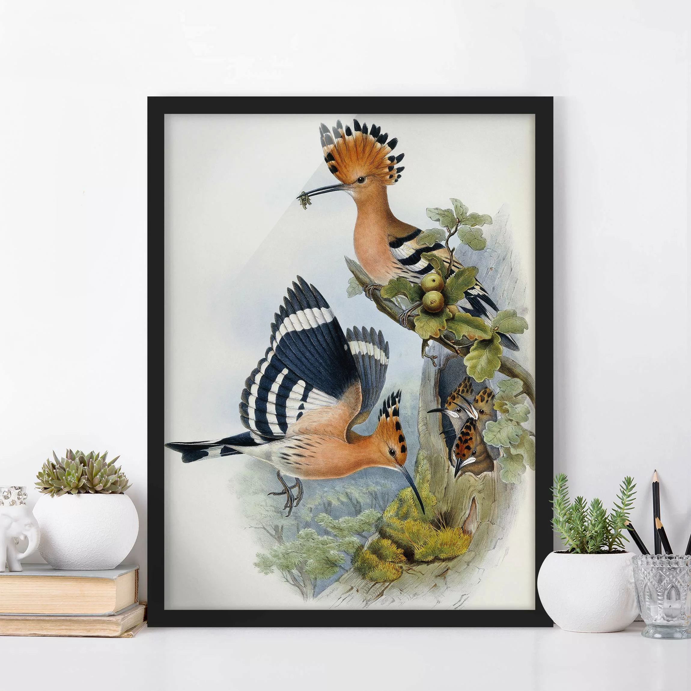 Bild mit Rahmen Kunstdruck - Hochformat John Gould - Wiedehopf günstig online kaufen