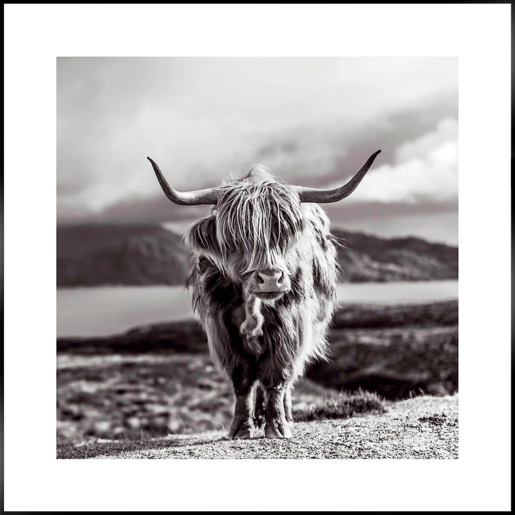 Reinders Wandbild "Slim Frame Black 50x50 Highland Cow" günstig online kaufen