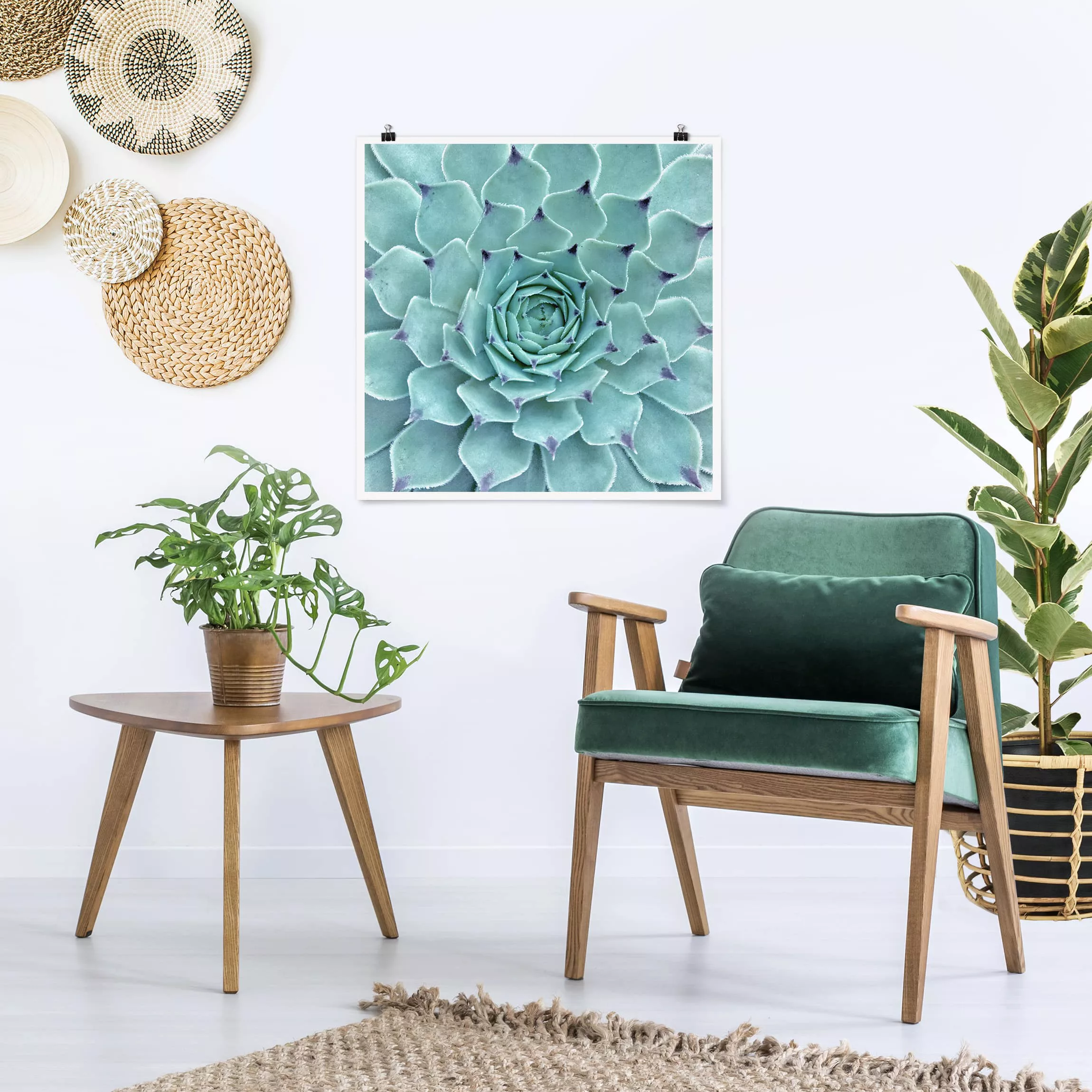 Poster Blumen - Quadrat Kaktus Agave günstig online kaufen