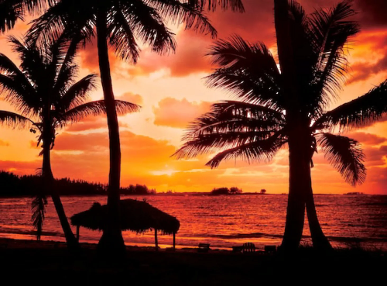 Papermoon Fototapete »Palm Beach at Dusk« günstig online kaufen