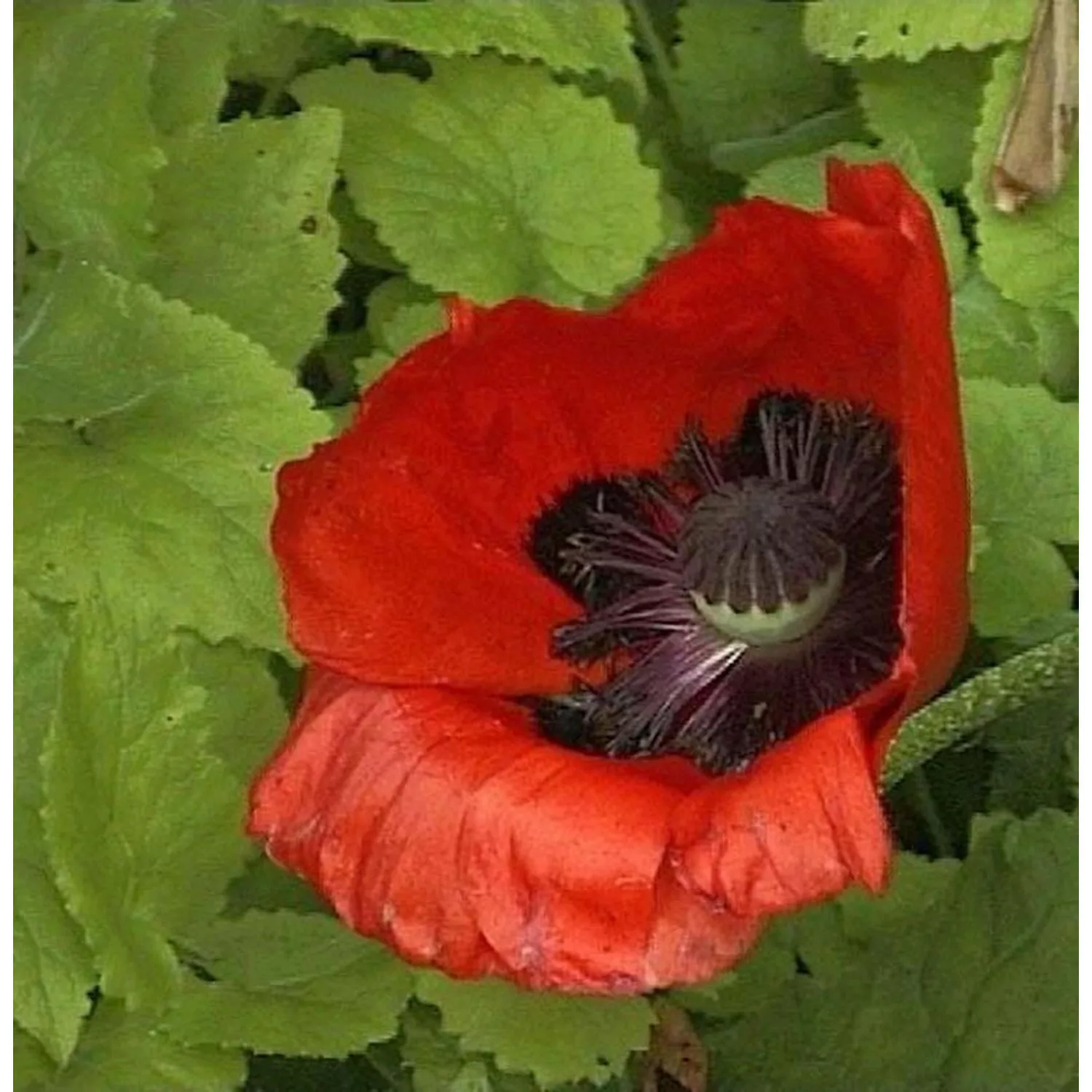 Türkischer Mohn Feuerriese - Papaver orientale günstig online kaufen