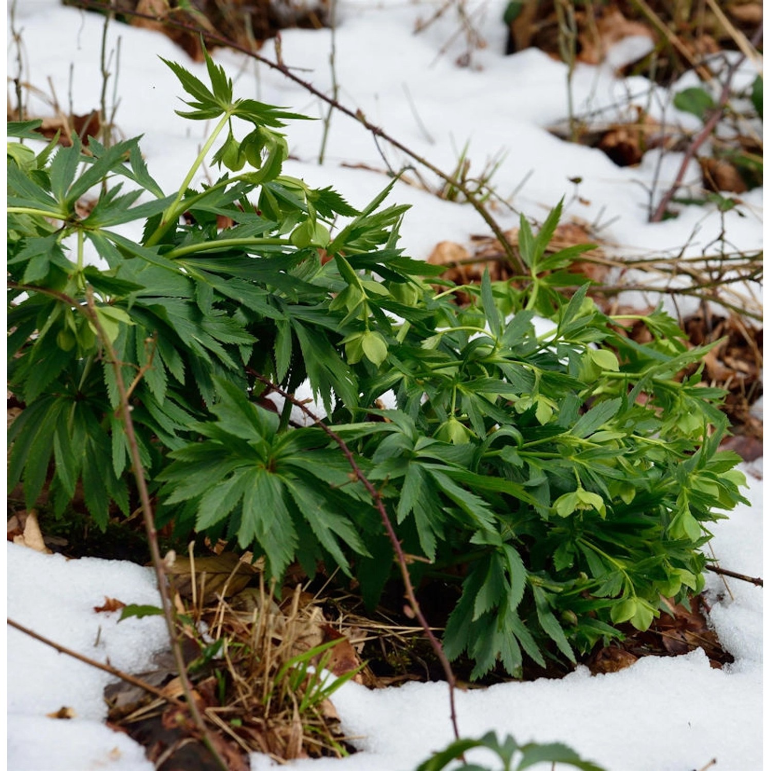 Vielblütiger Nieswurz - Helleborus multifidus günstig online kaufen