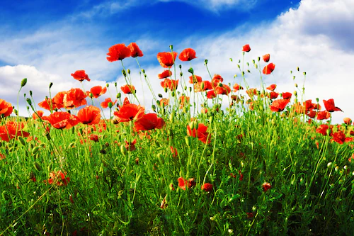 Papermoon Fototapete »Red Poppies« günstig online kaufen