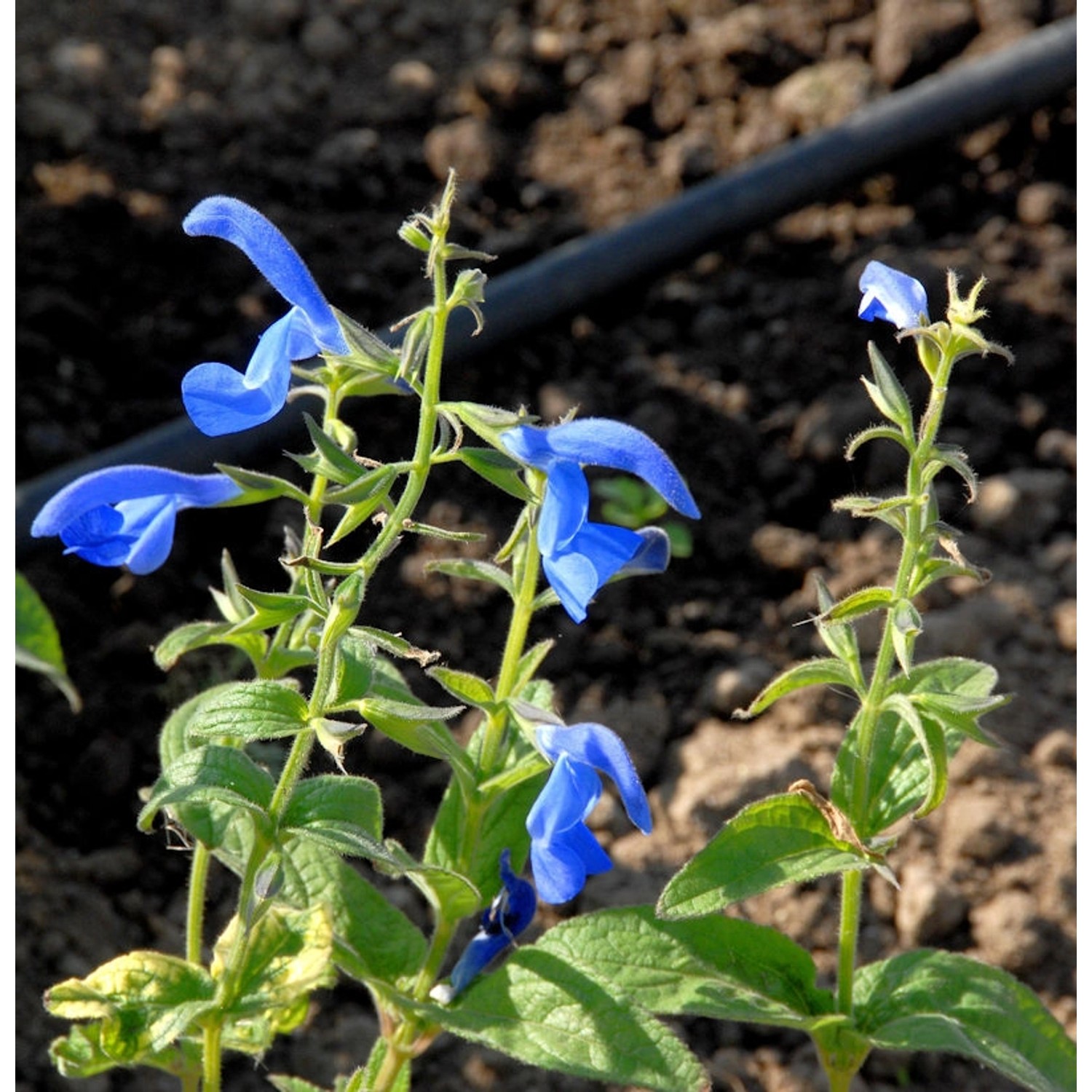 Ziersalbei Sensation Sky Blue - Salvia nemorosa günstig online kaufen