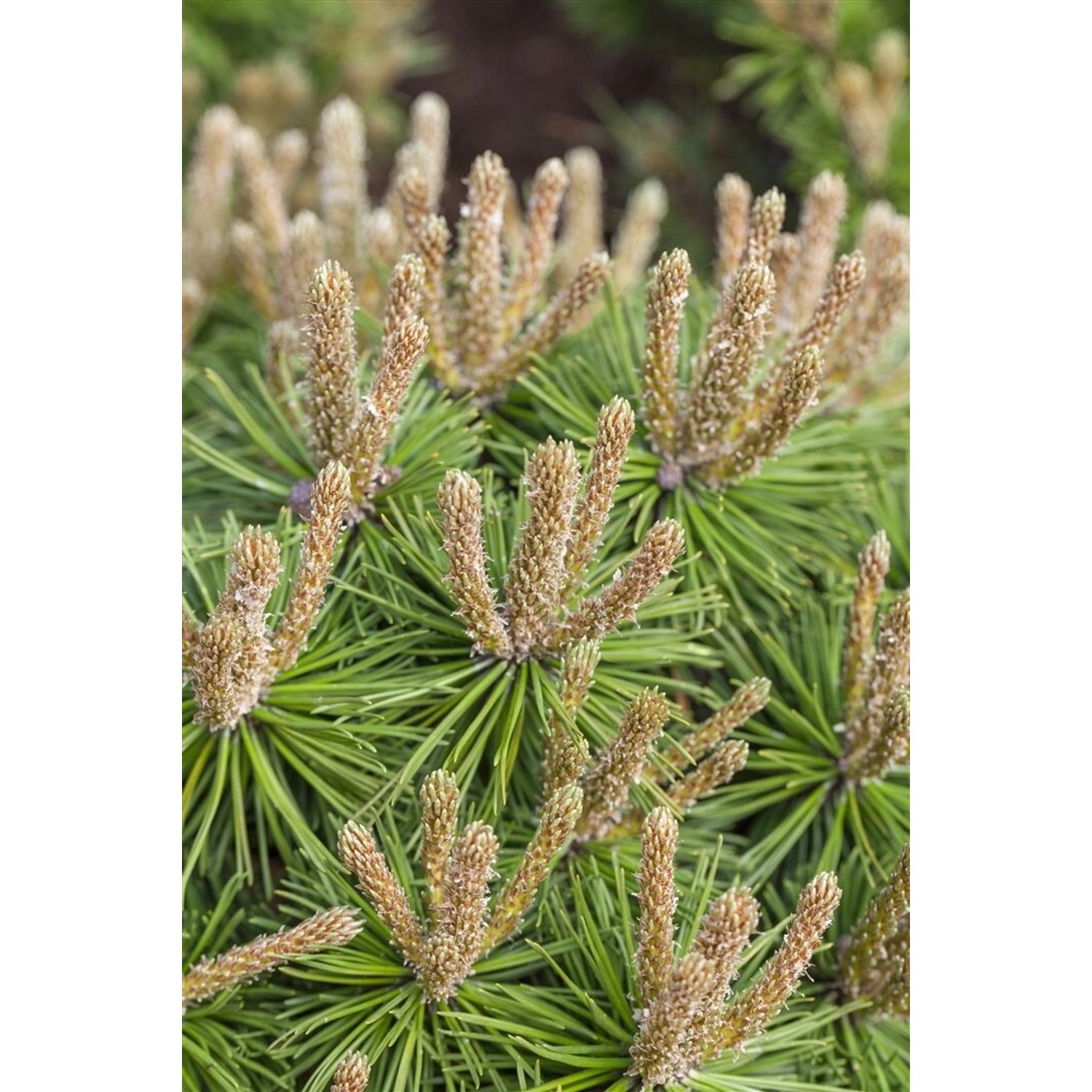 Pinus Mugo Klostergrün Bergkiefer Immergrün 70–80 cm günstig online kaufen