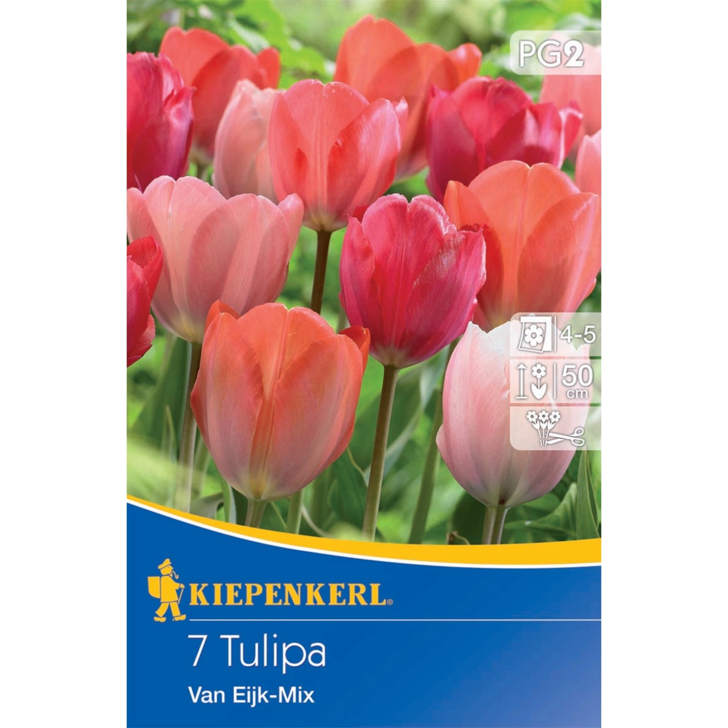 Kiepenkerl Blumenzwiebeln Darwin-Hybrid-Tulpen Van Eijk Mischung 7 Stück günstig online kaufen