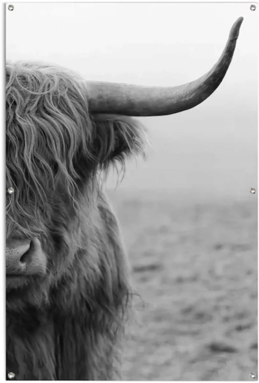 Reinders Poster "Highlander Bulle", leichtes und wasserfestes Gartenposter günstig online kaufen