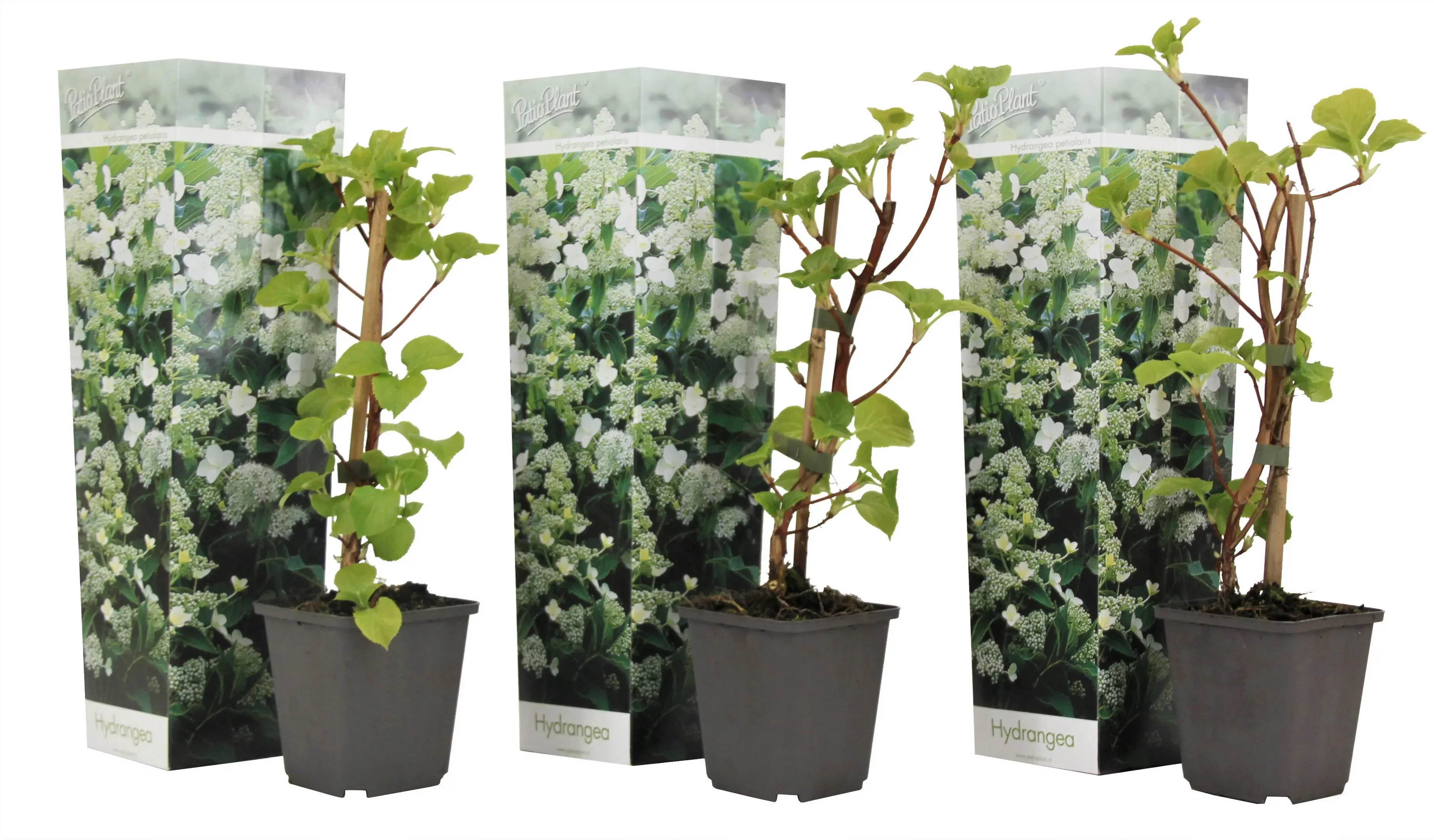 Perfect Plant | 3er Set Hortensie Petiolaris Kletterhortensie günstig online kaufen