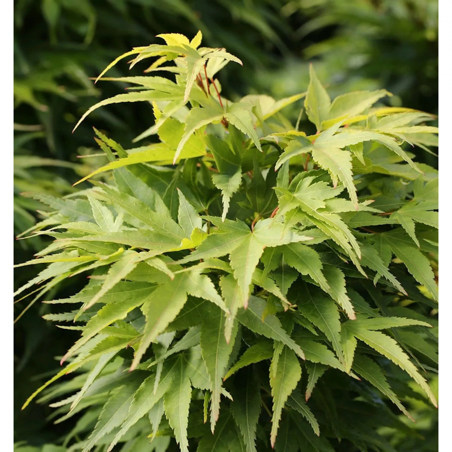 Fächerahorn Mikawa Yatsubusa 25-30cm - Acer palmatum günstig online kaufen