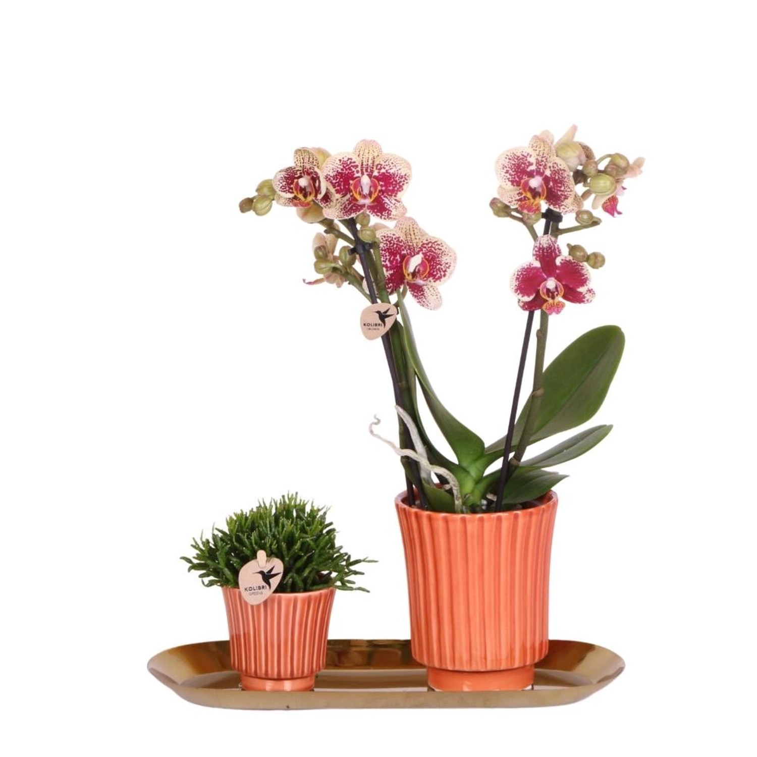 Kolibri Set aus gelber Roter Orchidee & Rhipsalis auf Goldtablett günstig online kaufen