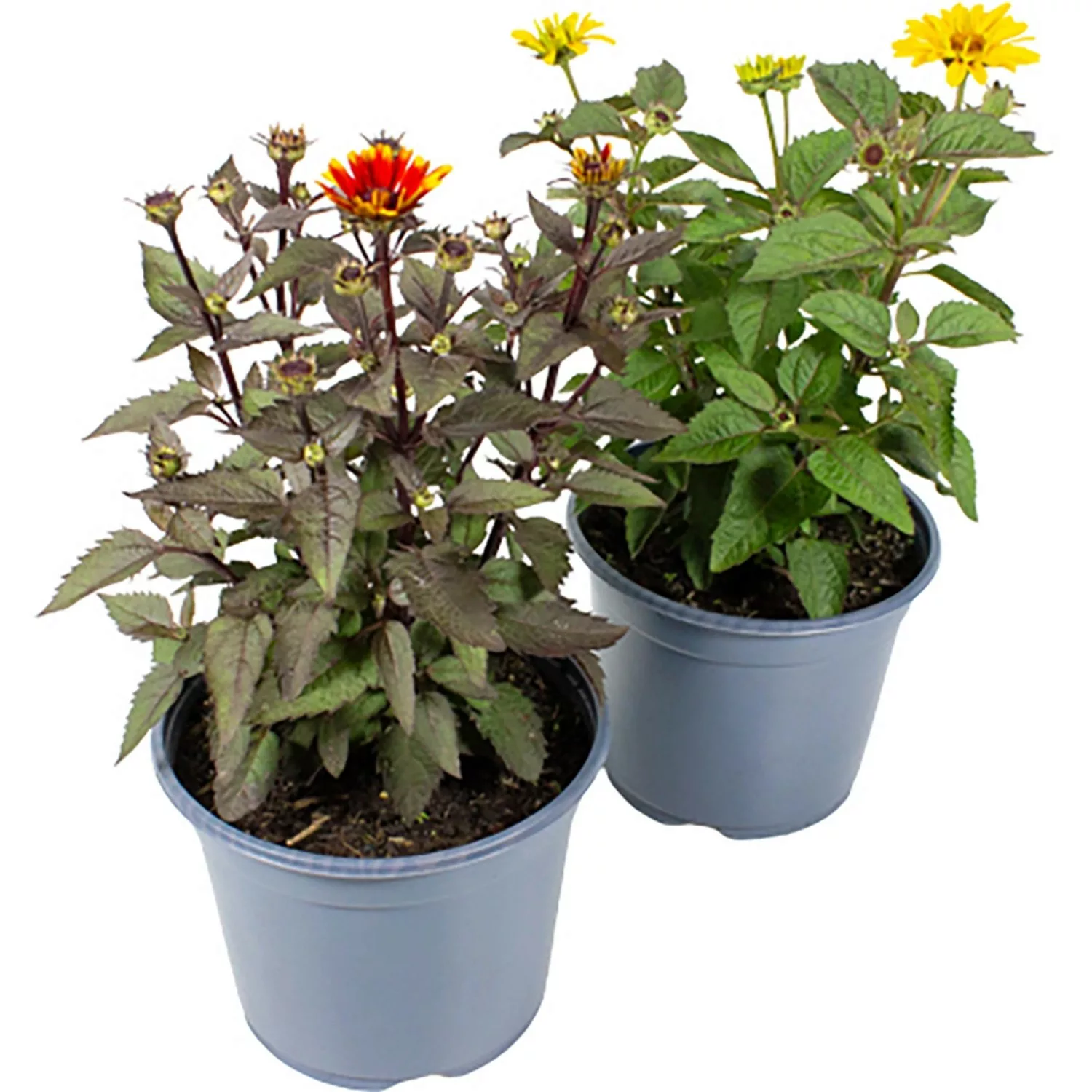 GROW by OBI Sonnenauge ca. 20 - 30 cm Heliopsis günstig online kaufen