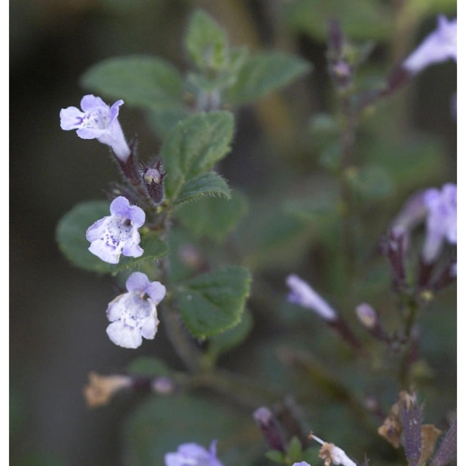 Kleinblättrige Bergminze Blue Cloud - Calamintha nepeta günstig online kaufen