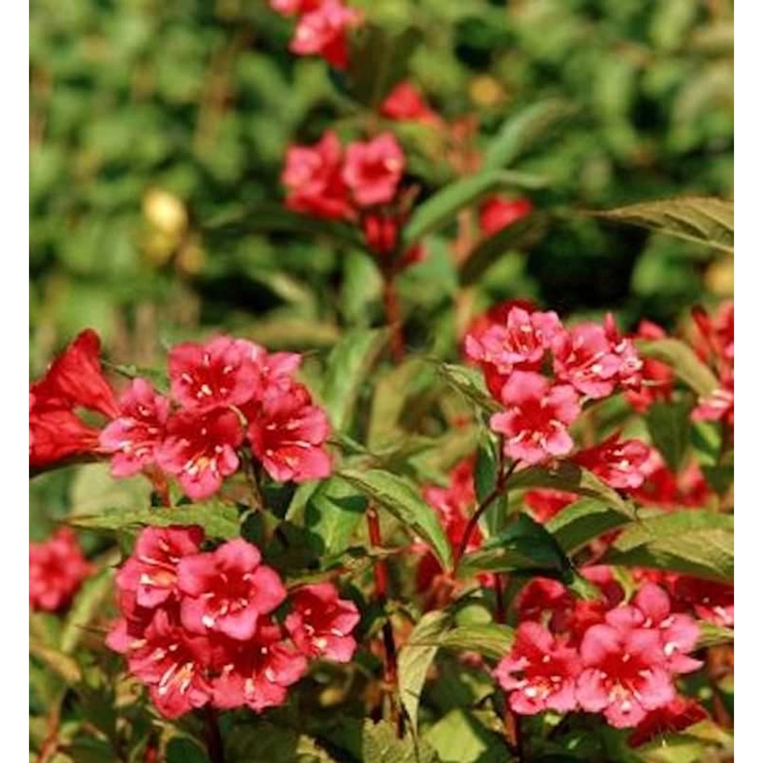 Weigelie Eva Rathke 80-100cm - Weigela günstig online kaufen